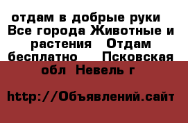 отдам в добрые руки - Все города Животные и растения » Отдам бесплатно   . Псковская обл.,Невель г.